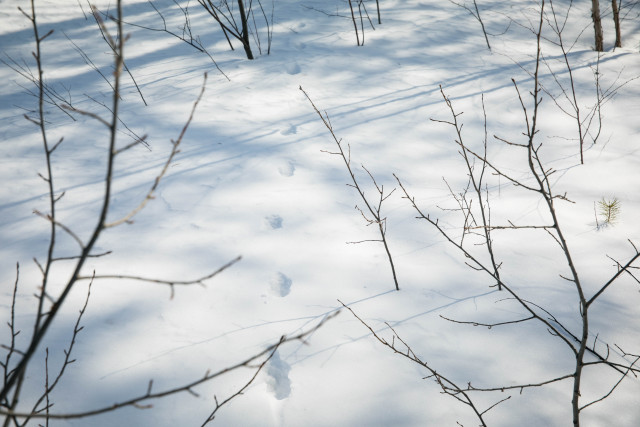 В ХМАО две лисицы устроили эпичную драку на камеру