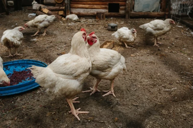 Эксперт Президентской академии: цены на курицу и яйца снижаться не будут