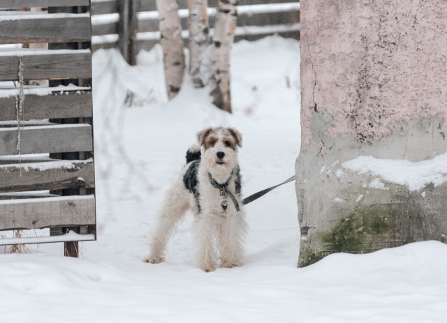 Житель ХМАО сел в тюрьму за убийство друга, ударившего его собаку Житель ХМАО сел в тюрьму за убийство друга, ударившего его собаку