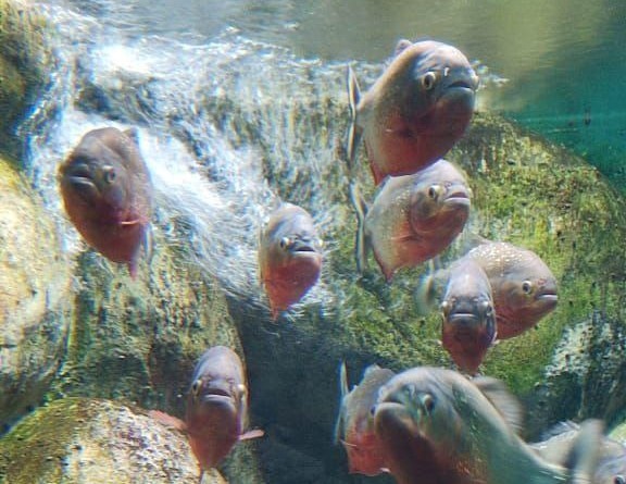 В ХМАО потратят почти полмиллиона рублей на аквариумных рыбок для депутатов