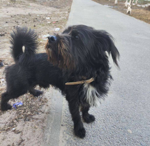 В ХМАО живодер жестоко разделался с собакой. Его ищет полиция В ХМАО живодер жестоко разделался с собакой. Его ищет полиция