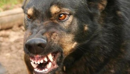 ​Следователи найдут виновных в нападении бродячих собак на людей в ХМАО