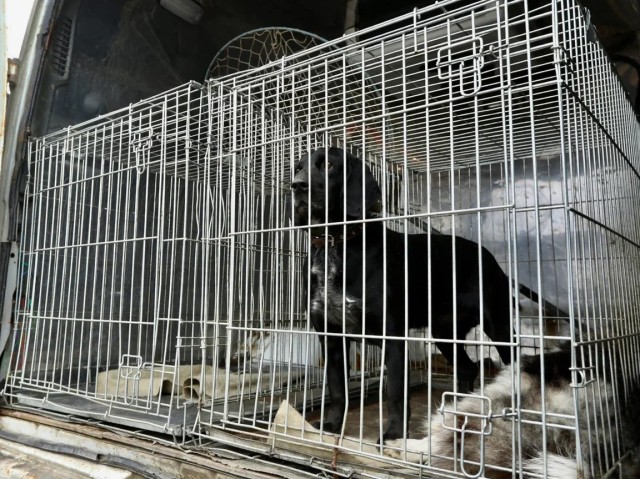 В ХМАО установили клетку-ловушку для бродячих собак