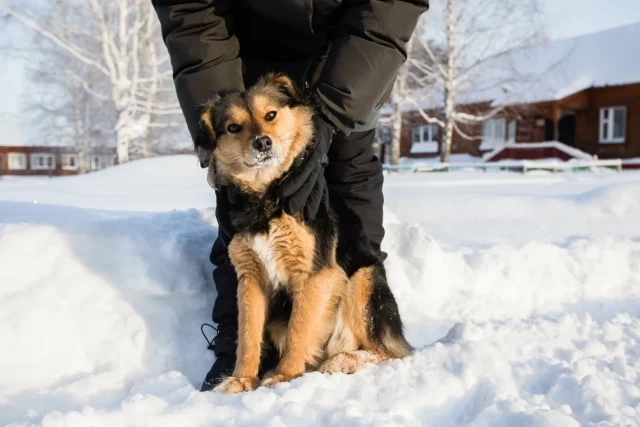 В Сургутском районе спасли бездомную собаку. Видео