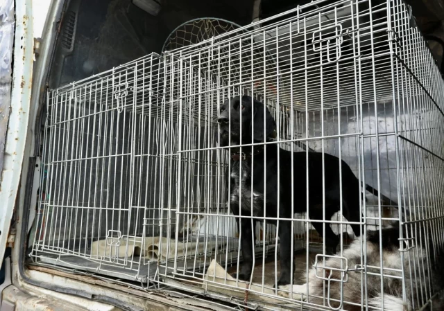 В поселке ХМАО отловили собаку, которая терроризировала жителей