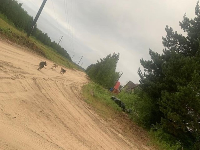 В Советском стая бродячих собак терроризирует жителей, убивая их домашний скот