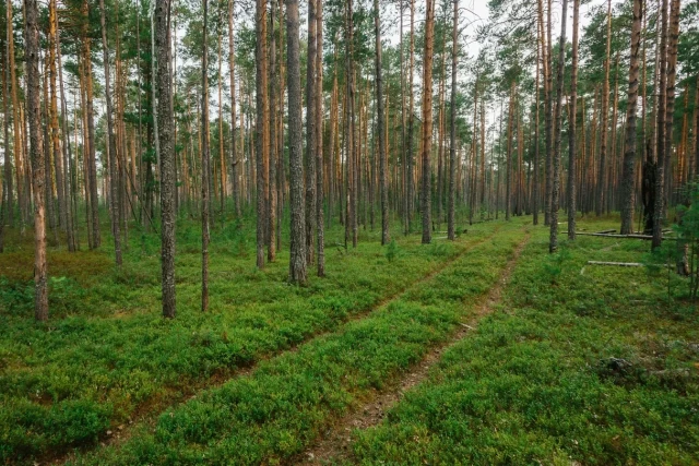 В поселке ХМАО жители нашли в лесу повешенную собаку