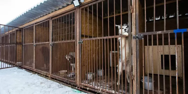 В ХМАО заработал новый приют для бездомных животных