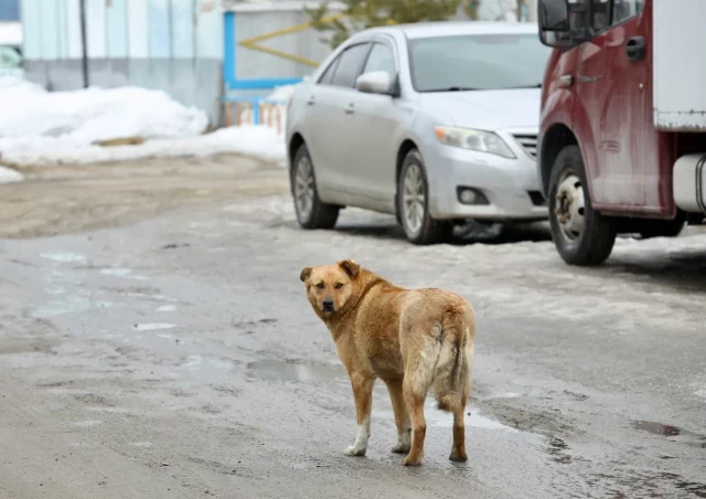 В поселке ХМАО собака на самовыгуле терроризирует людей