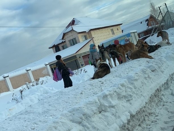 Стая бездомных собак держит в страхе жителей Югорска