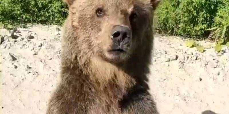 Власти ХМАО ищут медвежонка, которого подкармливают местные жители