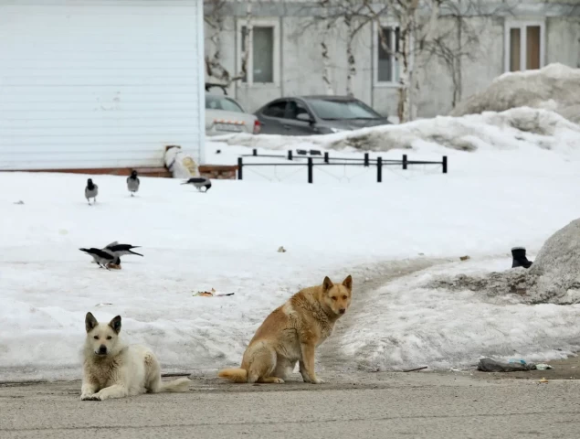 Следователи проверяют факты нападения собак на детей в Советском районе