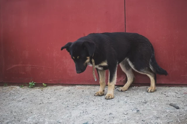 Жители ХМАО грозят отравить бродячих собак ядом