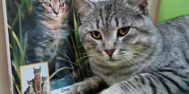 В Сургутском районе живет самый начитанный кот