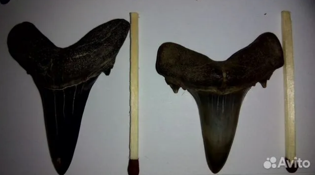 В Сургуте продают коллекцию зубов, которым 50 миллионов лет. Фото