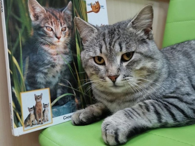 В Сургутском районе живет самый начитанный кот