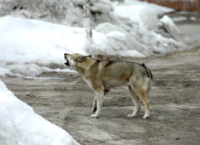 В ХМАО дикий волк напал на домашнюю собаку