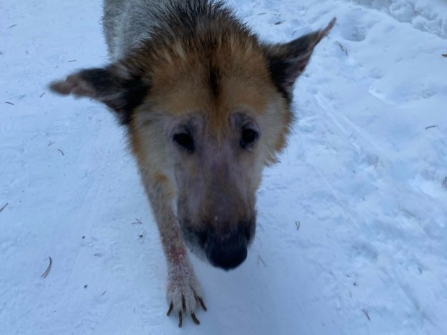 В ХМАО спасли от смерти собаку, которую могли выкинуть на мороз хозяева. Фото