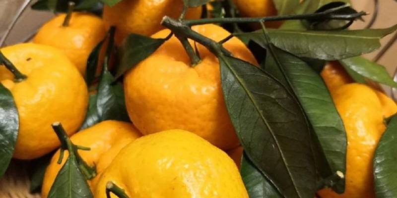 Хвостик с листьями не гарантия качества: новогодний гайд по выбору мандаринов