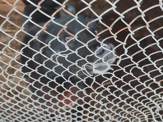 В ХМАО женщина самовольно выпустила несколько собак из приюта для животных
