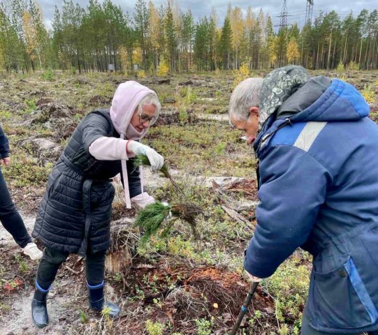 Лесная рассада Лесная рассада