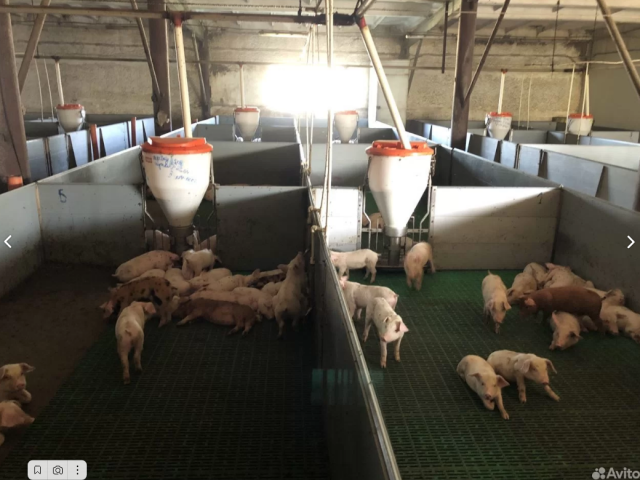 В Сургутском районе фермер продает свинокомплекс из-за желания переехать из Югры