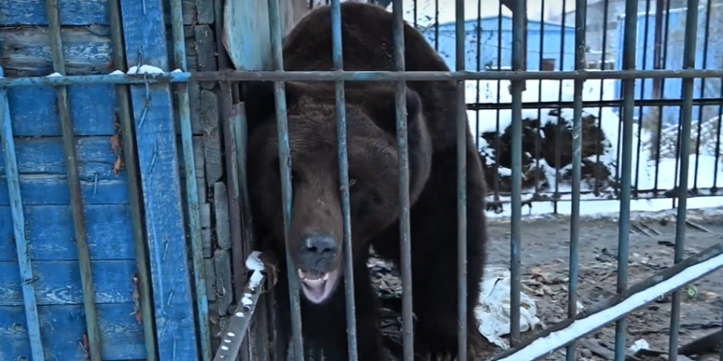 В ХМАО решают судьбу заточенного на 10 лет в клетке медведя