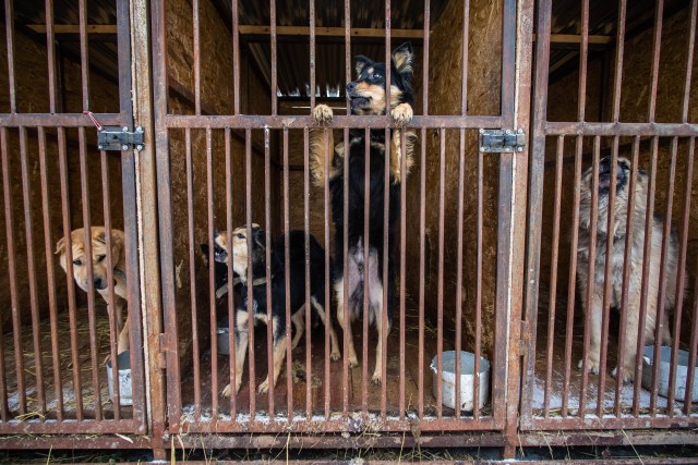 Власти Сургута в апреле выставят на общественный суд проект приюта для собак