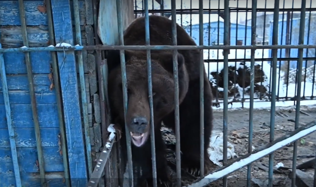 В ХМАО решают судьбу заточенного на 10 лет в клетке медведя В ХМАО решают судьбу заточенного на 10 лет в клетке медведя