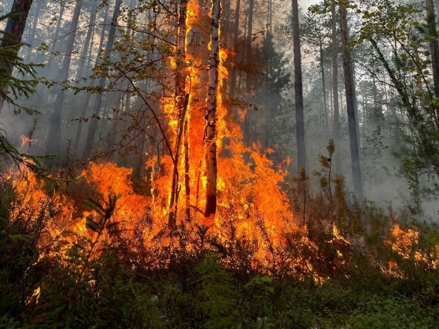 В ХМАО площадь лесных пожаров выросла до 130 тысяч гектаров