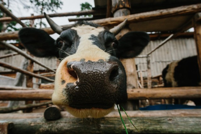 В ХМАО не могут продать ферму, где коров доят под классическую музыку