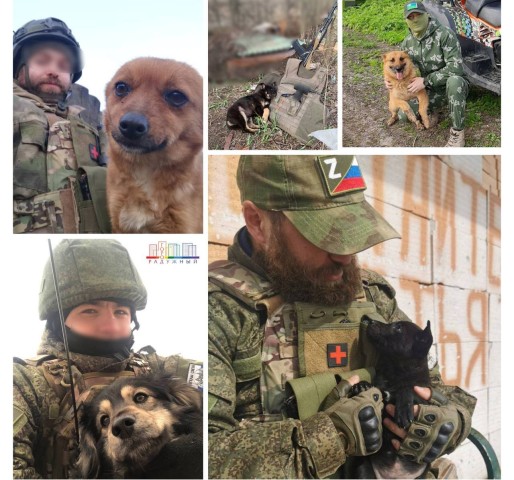 Бойцы Югры поделились фото животных, которых приютили в ходе СВО
