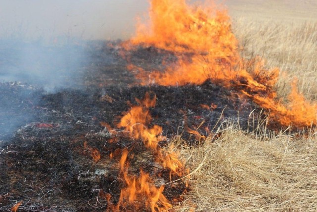 Повышенный класс пожарной опасности установили в лесах Сургута