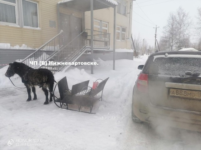 Хозяйка пони-вандала из Нижневартовска взяла кредит, чтобы оплатить ремонт машин