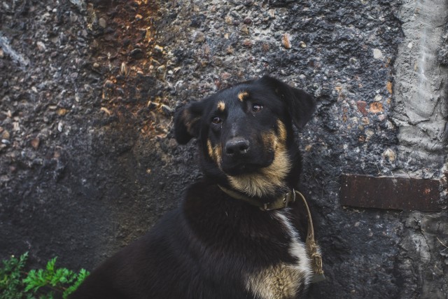 В ХМАО за нападение собаки ее владелица заплатила 50 тысяч рублей