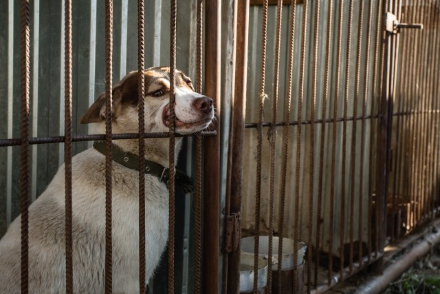 В Сургуте у скандального приюта «Берегиня» забрали собак
