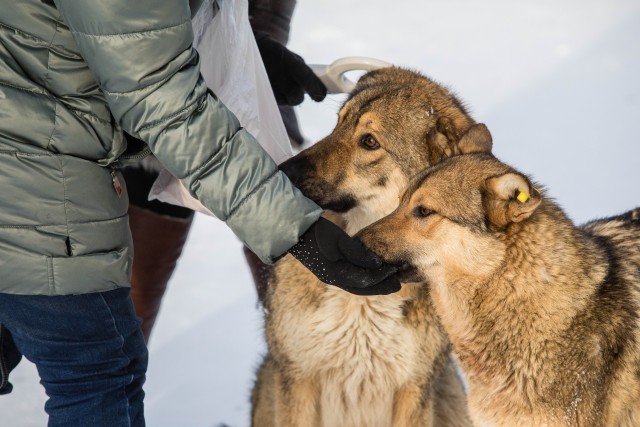 В Сургуте растет число бездомных собак из-за самовыгула домашних животных