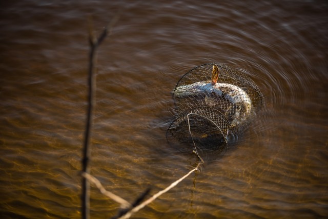 В Сургутском районе осудили рыбака за незаконный вылов краснокнижного осетра
