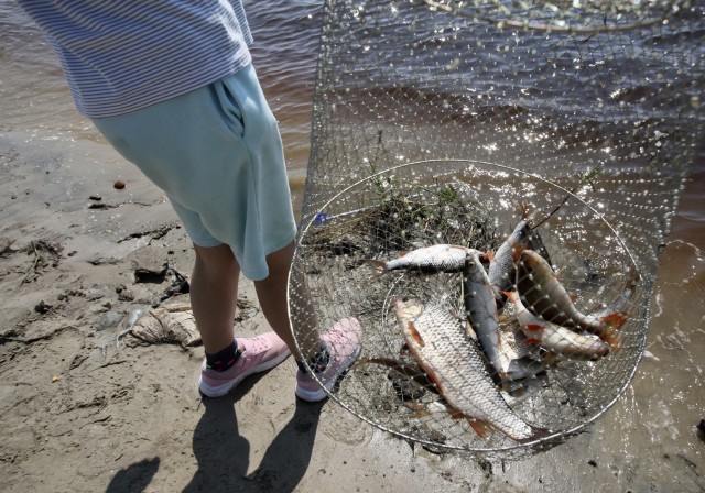 Путин поручил правительству ХМАО восстановить популяции сиговых рыб