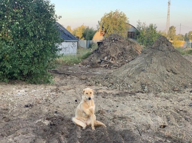 В ХМАО сносят приют для животных, выигравший грант губернатора В ХМАО сносят приют для животных, выигравший грант губернатора
