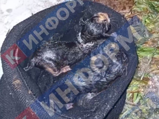 В Сургуте парень из Таджикистана спас новорожденных котят из люка В Сургуте парень из Таджикистана спас новорожденных котят из люка