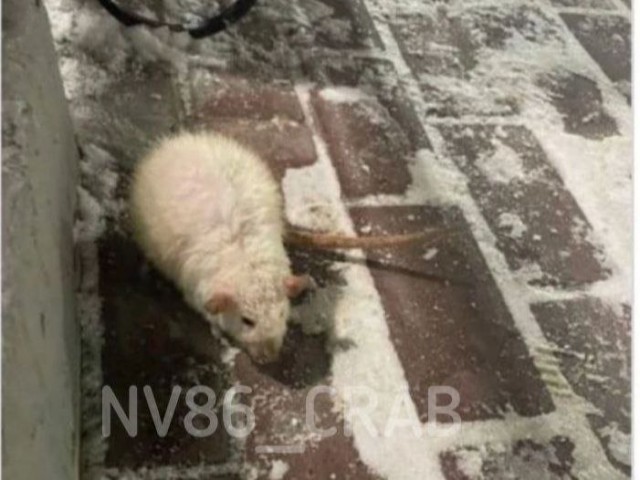 Жители Нижневартовска спасли крысу, которую выбросили на улицу хозяева