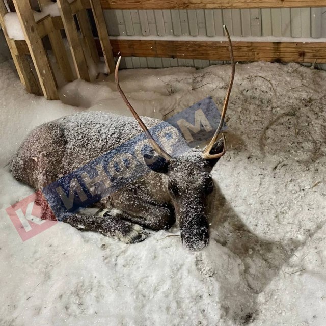Жители Сургута возмутились издевательством над олененком