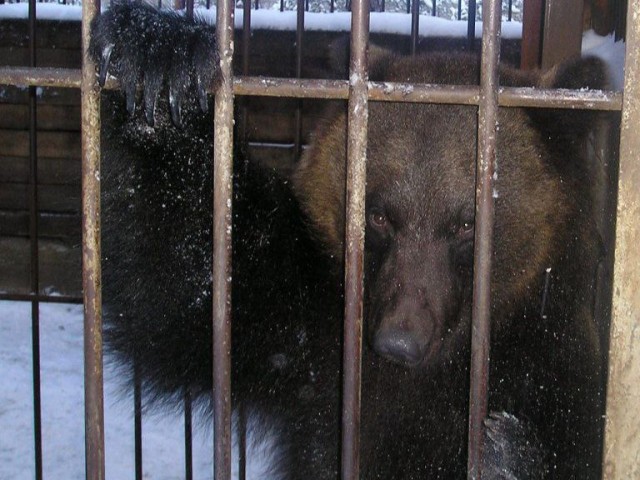 В ХМАО медведица Машенька одной из первых пробудилась после зимней спячки