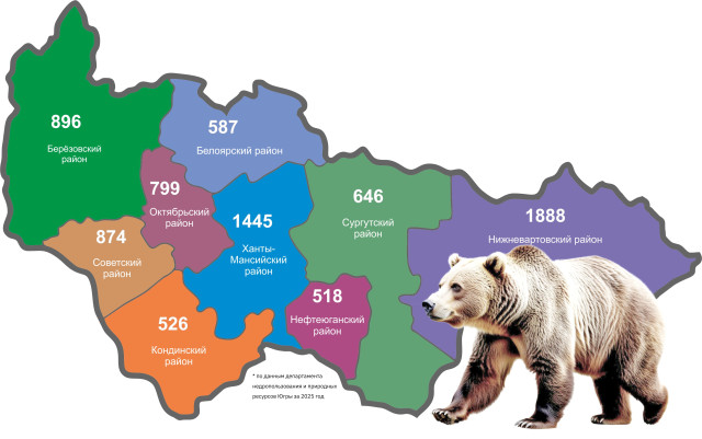 ​Холостяки уже вышли, а мамы пока спят: где в Сургутском районе можно встретить медведя