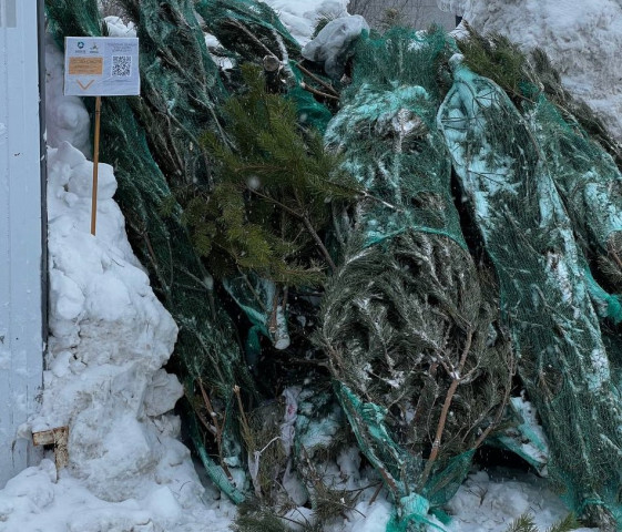 ​Что же делать, елки-палки: финал праздника, или как в Сургутском районе дают деревьям второй шанс