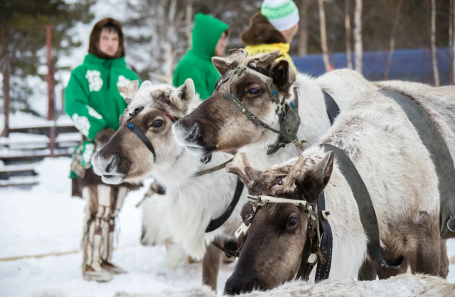 В Русскинской собирают упряжки и готовятся завтра устроить рейв с гонками. Программа праздника