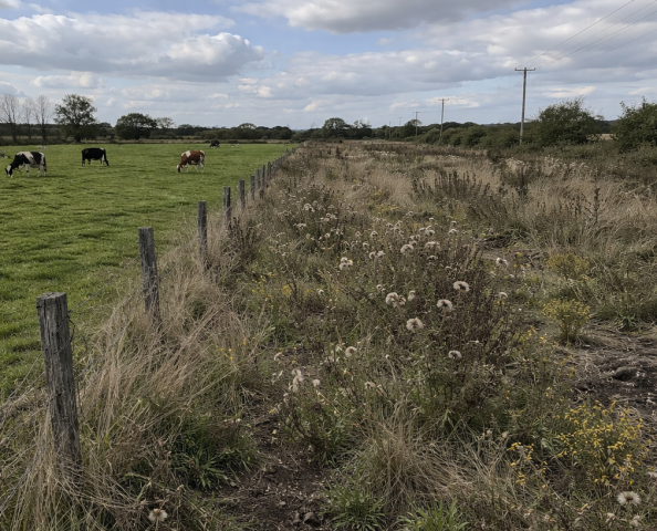 ​Простаивающая земля: рассказываем, как платить земельный налог с сохранением льготы