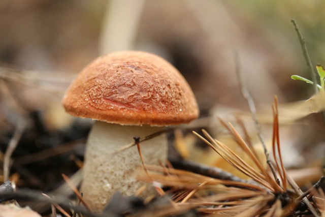 Всяк грибок знает свой срок Всяк грибок знает свой срок