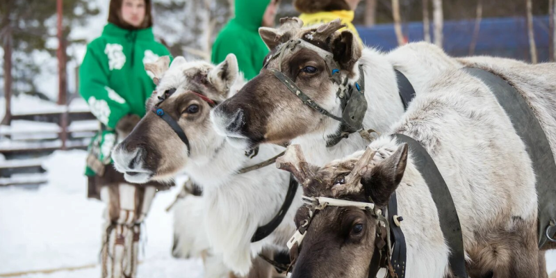 В Русскинской собирают упряжки и готовятся завтра устроить рейв с гонками. Программа праздника